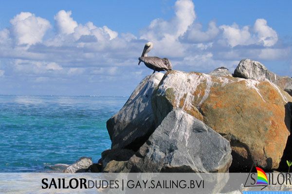 Gay sailing bvi - pelican