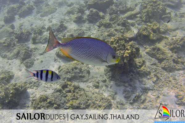 Gay sailing Thailand